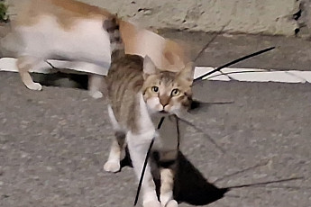 케이블타이에 목 졸린 길고양이...여수시서 잇따라 발견