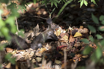 가을 모아 겨울 나기 [한컷]