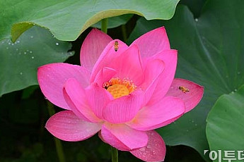 [포토]연꽃에 날아든 꿀벌