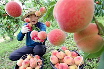 새콤달콤한 유혹… 과일축제