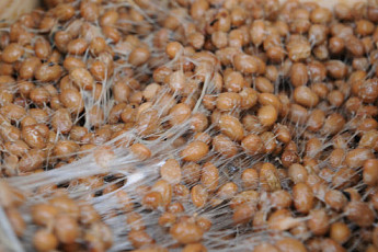 ‘생생정보통’ 청국장 VS 양푼보리비빔밥…소나무집식당ㆍ목동쌀보리밥 대표 ‘솔푸드’는?