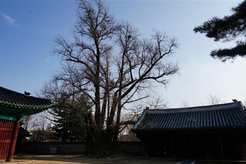 성균관 대성전 은행나무…서울시 문화재 된다