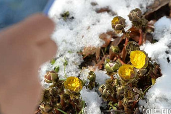 [포토] 겨울과 봄 사이에 피어난 '복수초'