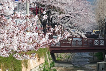 국내 최대 벚꽃축제 진해 군항제, 개막 10일 남았다