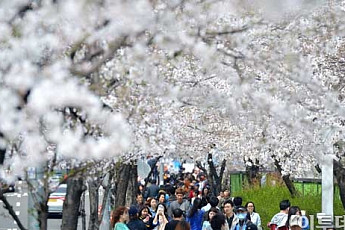 <b>벚꽃축제</b> 일정, 내일부터 윤중로 교통통제..."벌써 만개, 빨리 가자~"