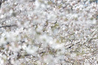벚꽃 만개, 31일 진해군항제 전야제…"다양한 행사 가득…온통 봄의 향연"