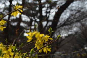 [포토뉴스] 봄을 만끽하세요. 개나리가 활짝 폈습니다
