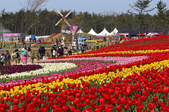 태안 튤립<b>꽃축제</b> 19일 개막