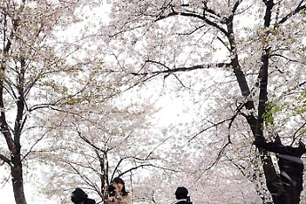 [포토]'벚꽃비 내리는 윤중로'