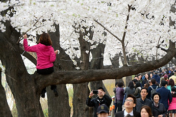 [포토]'벚꽃나무 위에는 오르지 마세요'