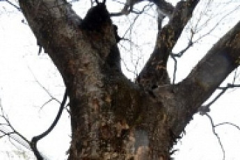 “숲이란 사회를 이루고 아프기도… 나무와 사람, 똑같지 않나요”