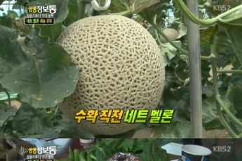 생생정보통 네트멜론…귀농부부 멜론으로 억대매출 