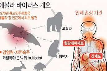 <b>에볼라</b> 바이러스, 환자 직접 접촉 때만 감염…잠복기 최대 16일