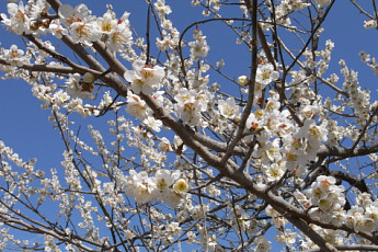 '봄 향기' 가득한 곳으로 떠나자