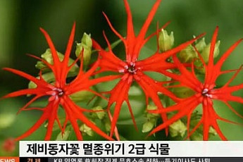 멸종위기 제비동자꽃 복원, 네티즌 관심 증폭 “어떤 꽃이길래?”