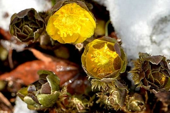 홍릉숲 복수초 1월말 개화 '깜짝'…대체 그 이유가?