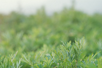 입하에 먹는 음식, ‘쑥 버무리’ 만드는 방법은?