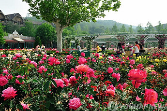 장미 향수 키스…장미의 종류만 2만5000종 '성년의날' 당신의 선택은?