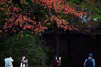 11월 첫 째주 평년 기온 회복…수도권 단풍 명소와 절정기는?