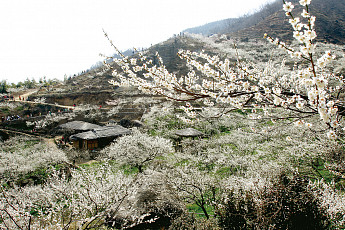 섬진강 <b>매화</b>꽃과 함께 광양 봄 나들이 100배 즐기기
