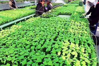 [포토]출하를 앞 둔 '파릇파릇'한 모종