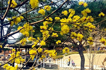 [포토]김유정 문학촌에 노랗게 피어난 '생강나무 꽃'