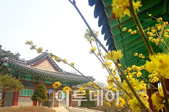 [포토]이것이 김유정의 단편소설에 등장하는 동백꽃~'생강나무 꽃'
