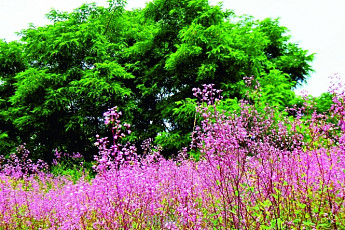 [김인철의 야생화] 연분홍 치마 흩날리며 핑크빛 사랑 나누는, 개정향풀