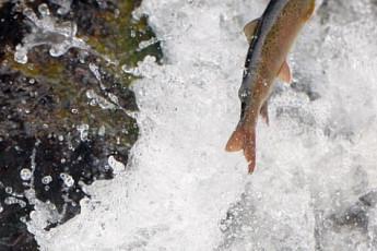 [포토에세이] 열목어의 고향 가는 길
