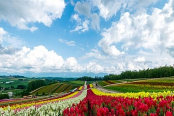 [추천 여행지] 7월의 섬, 제주 ㆍ일본 홋카이도