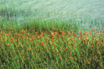 [함철훈의 사진 이야기] 물을 만난 꽃, 바람을 만난 물