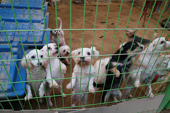 [<b>반려동물</b> 이야기] 유기견 보호소 ‘행복한 강아지들이 사는 집’에 가다