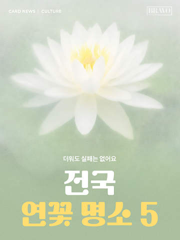 [카드뉴스] 연휴에 연꽃 보러 갈까, 7월 명소 5선