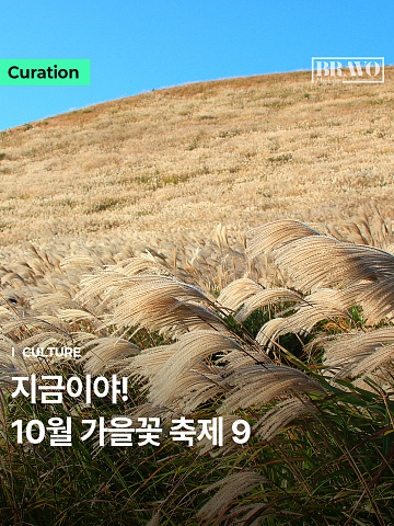 "가볍게 걷기에 딱" 10월 가을꽃·억새 축제 9곳