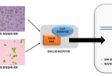 툴젠, 병충해 저항성 높인 '유전자교정 포도·사과' 개발