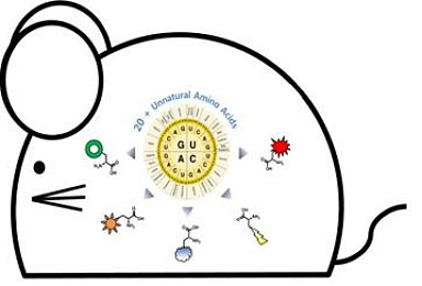 국내연구진, 단백질 변형으로 암ㆍ치매 유발 동물모델  개발