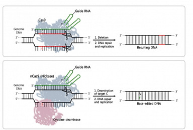 국내 연구진 '염기교정 유전자가위' 정확성 최초 입증