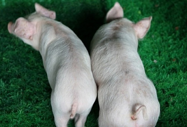 툴젠, 유전자교정한 '근육강화돼지' 국내 특허 등록