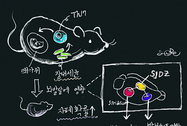 '장내미생물→면역세포→자폐증' 연결고리 규명