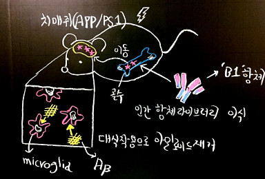 스크립스 '골수서 microglia 분화→뇌→Aβ제거' 항체발굴