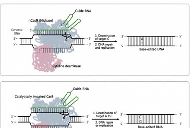 '아데닌 염기교정 가위'로 동물 돌연변이 교정 성공
