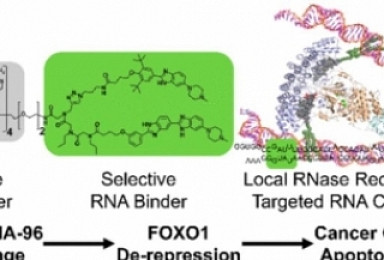 암세포만 사멸시키는 'RNA 편집' RIBOTAC 개발