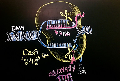 또 불거진 CRISPR 안전성 이슈..