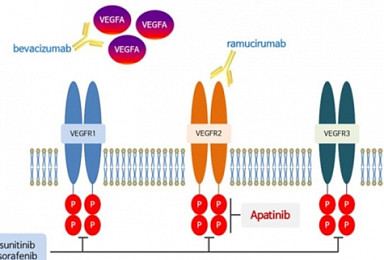 에이치엘비, 리보세라닙 병용요법 국내 임상1/2a상 승인