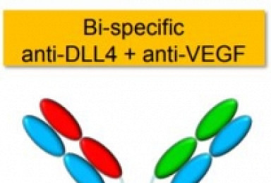 온코메드, 난소암 DLL4xVEGF 이중항체 병용 