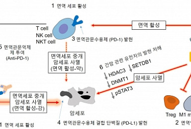 크리스탈, HDAC저해제+항PD-1 