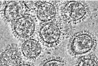美NIH 연구팀, 돌연변이 대항하는 'flu 항체' 발표