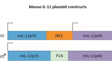 온코섹, IL-12 발현율 높인 '타보플러스' 공개