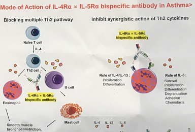아주대 연구팀ㆍSG메디칼, 이중항체 초기연구 발표