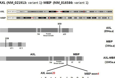 마크로젠, 폐 선암 마커 '융합유전자' 국내 특허 획득
